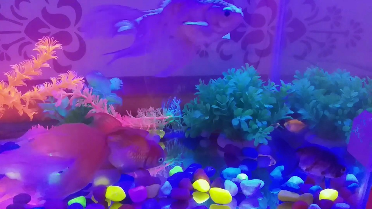 Aquarium