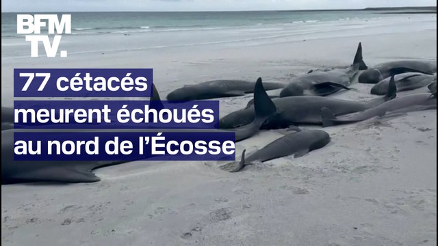 77 cétacés meurent échoués au nord de l’Écosse