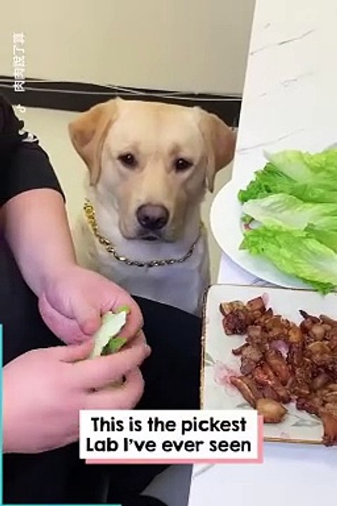 Chien capricieux.   