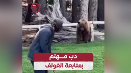 دب يراقب لاعب غولف عن قرب بشكل مفاجئ 🐻