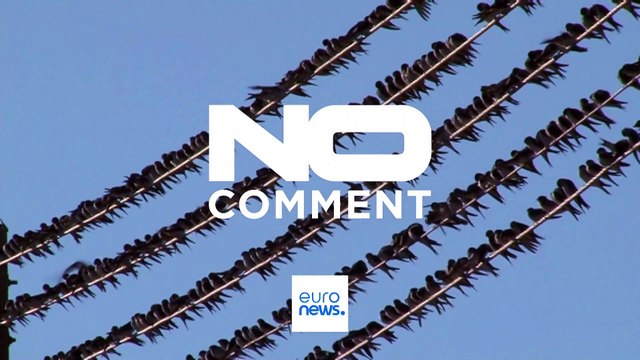 No Comment : des milliers d'hirondelles colonisent les fils électriques à Paphos