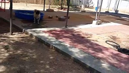 Kiko ChaCha Chavino Jackie-O at Father-In-Laws house for dinner time for the doggies VID_20240715_145117852