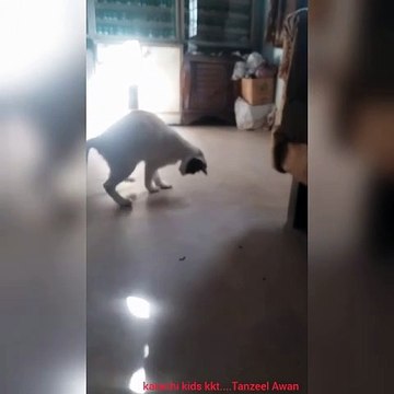 Beautiful Cat's Style batman is back #cat #cats #cute #cutecat #cutecats #pets #animals #funny_#funnyvideo_#laugh_#memes_#funnycats