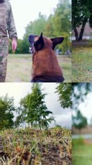 Dogs use body language to communicate