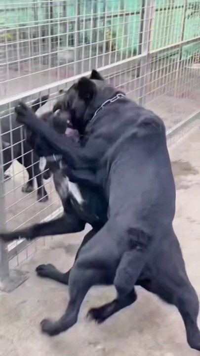 Nice dog