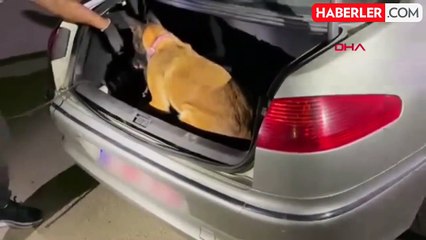 Malatya'da 19 Kilo Skunk İle Yakalanan Şüpheli Tutuklandı