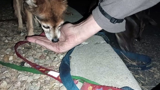 Ozzyta Villanova Paco; Ozzyta did business on way home Paco had moments where he walked beside me VID_20240709_205124256