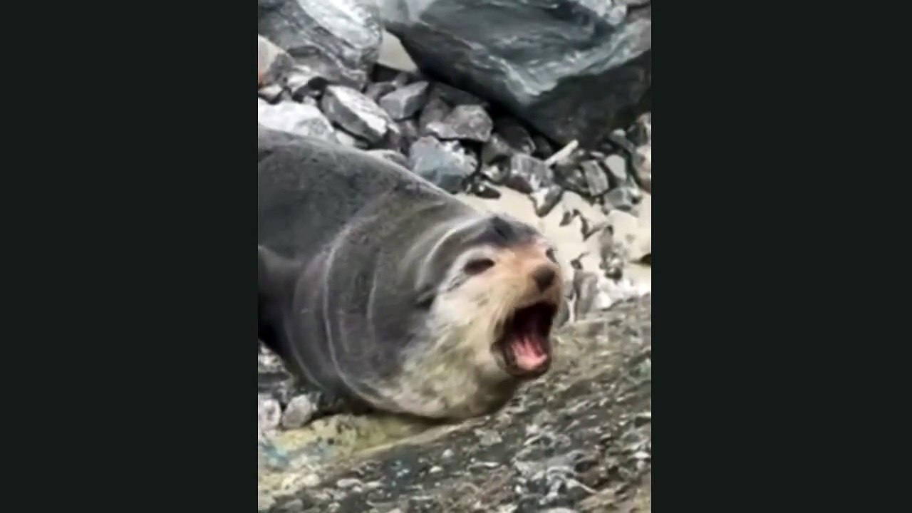Lobos-marinhos aparecem descansando em praias do litoral de SP; VÍDEOS
