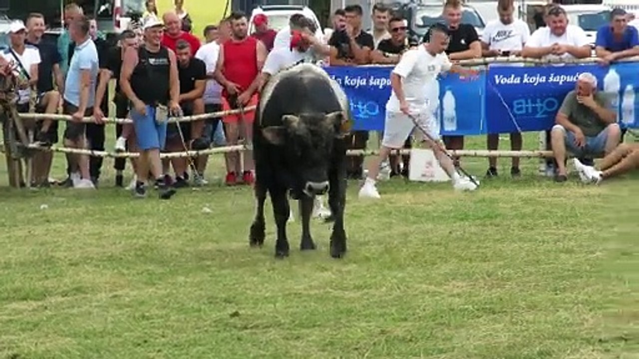 Zećo od Huskića vs Jablan od braće Čosić Vlašić 2024
