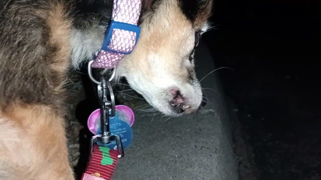 Ozzyta Villanova Paco; Villanova did business; Paco had some occasional focus, he had ups & downs VID_20240715_210607387