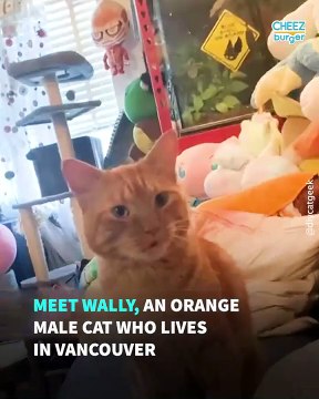 Meet Wally, A Ginger Cat Who Pretends To Eat Everything