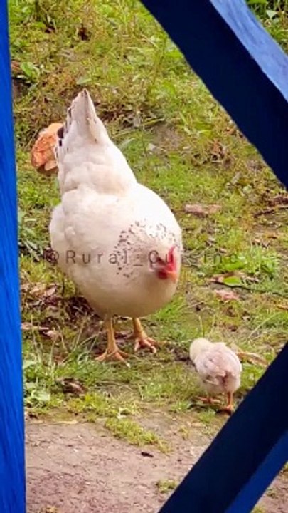Hungry Hen With His chink's @Rural Cuisine