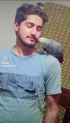 grey parrot lovers #love
