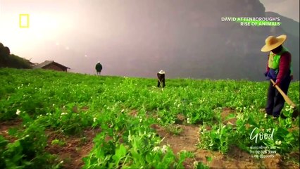 Attenborough Rise of Animals วิวัฒนาการของสัตว์มีกระดูกสันหลัง