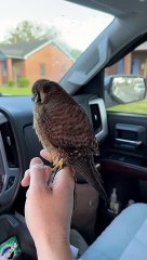 Ready for Churro to finish up the molt and get back in the field chasing starlings_