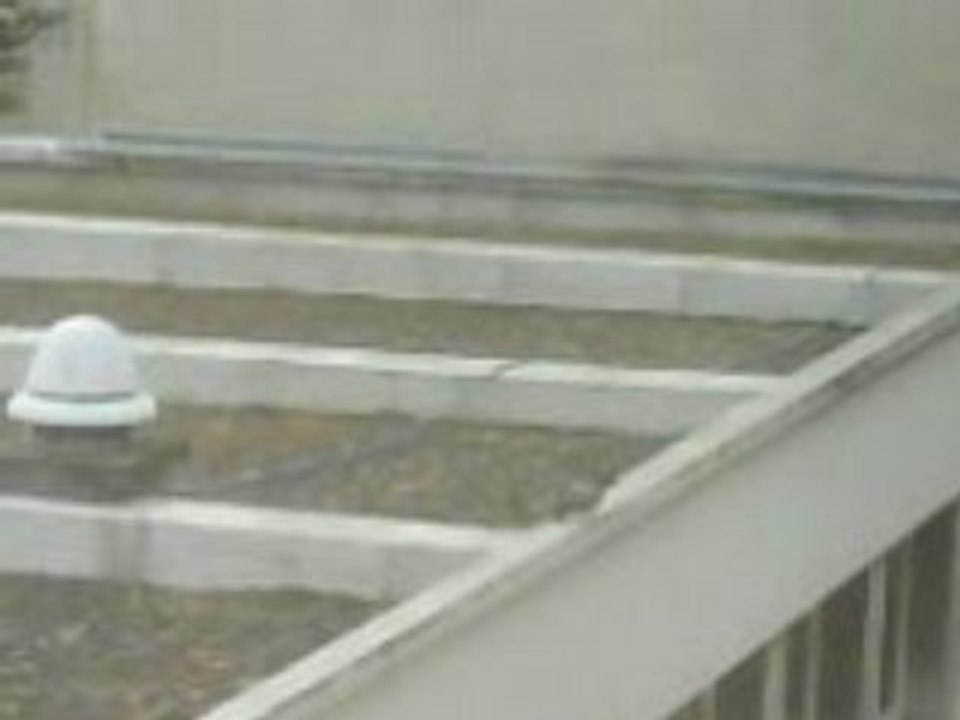 Pigeon suicidaire
