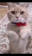 Funniest Videos 2022  Funny Cats  #cute #cat #short #24