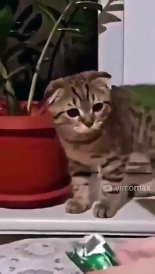 ⁣Funny Animal Video #Shorts