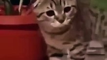 Funny Animal Video #Shorts