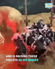 This Golden Retriever Thinks He's A Pig