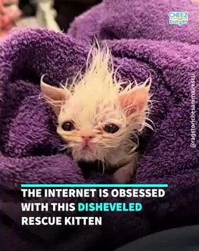 Meet Wisp, The Adorable Disheveled Kitten People Are Obsessed With