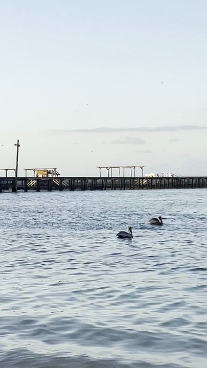 Pelican Pescando