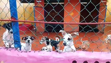 TTSPCA WANTS URGENT FUNDING