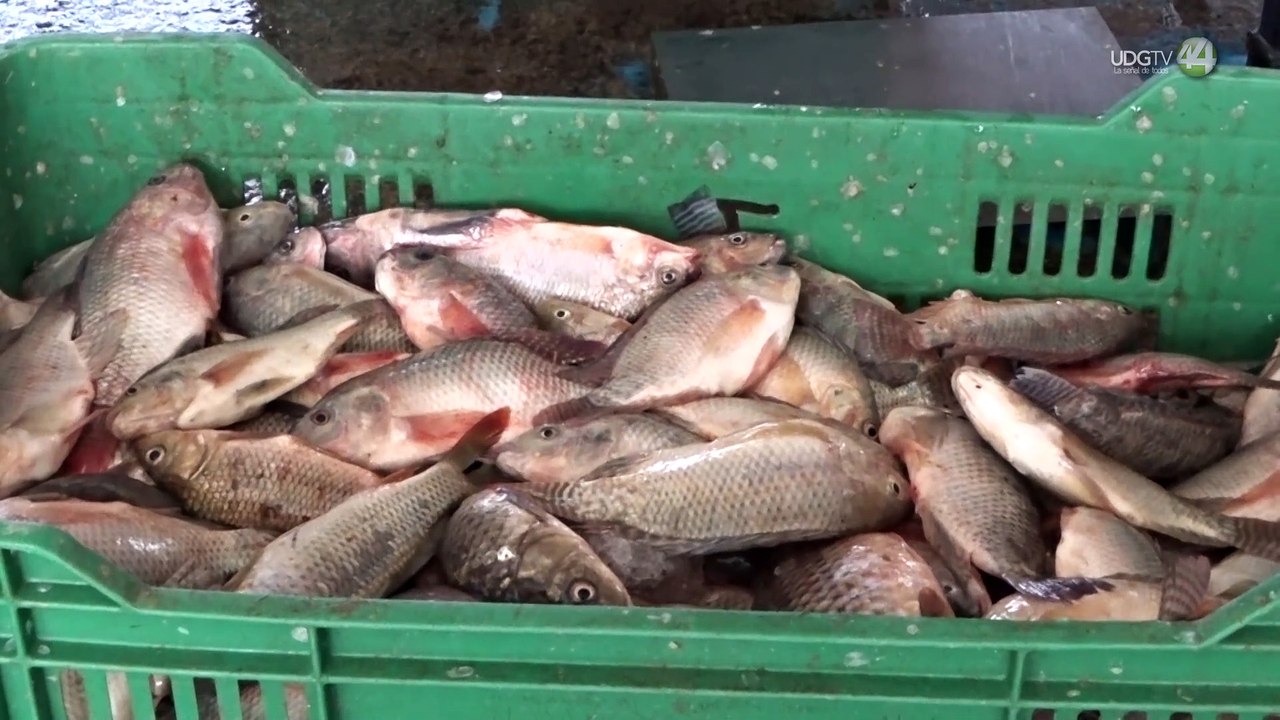 Técnicas de pesca agresivas causan más daño que la siembra de tilapia en Chapala asegura experto