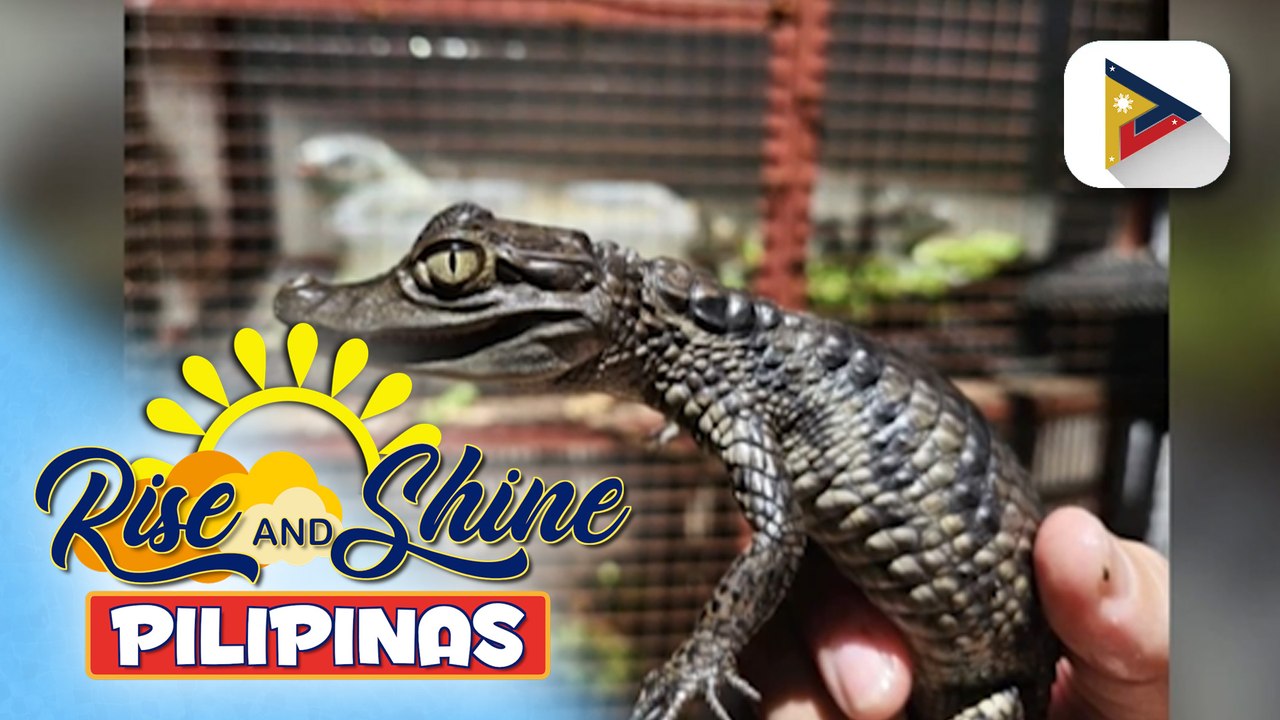 Pets' Day: Crocodile