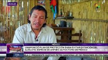 El Ajolote está en peligro de extinción en México