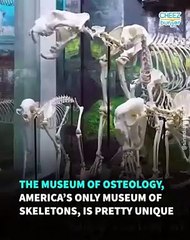 Sir Indiana Bones Is An Official Museum Cat