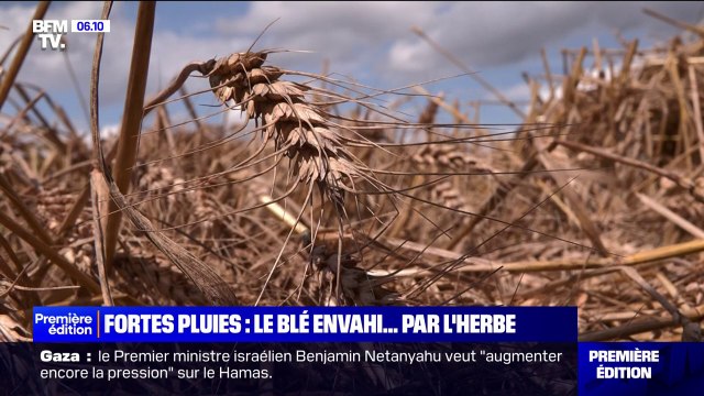 À cause des pluies abondantes du printemps, ces champs de blé sont envahis par des herbes folles
