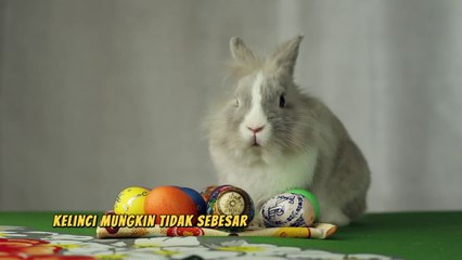 Daya Juang Seperti Kelinci