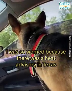 Dog Rescuer Reunites Stray Mama Dog With Her Puppies