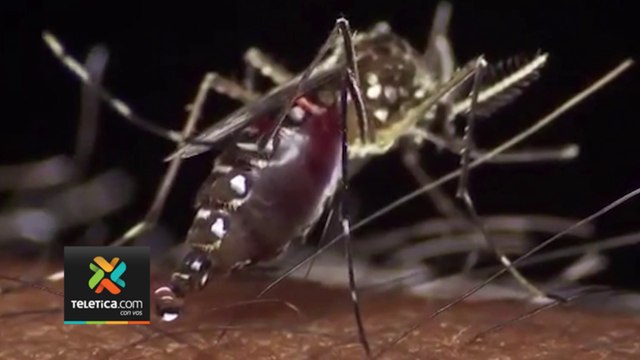 tn7-Casos de dengue no paran: país ya registra 15 mil casos este año-160724