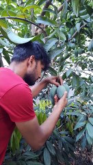 Spicy Raw Mango  #asmr #food #fruit #dailymotion