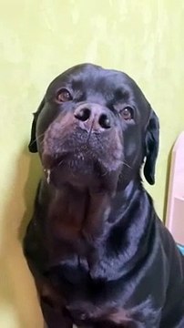 'Promis j'ai rien volé... ' chien pas très convainquant