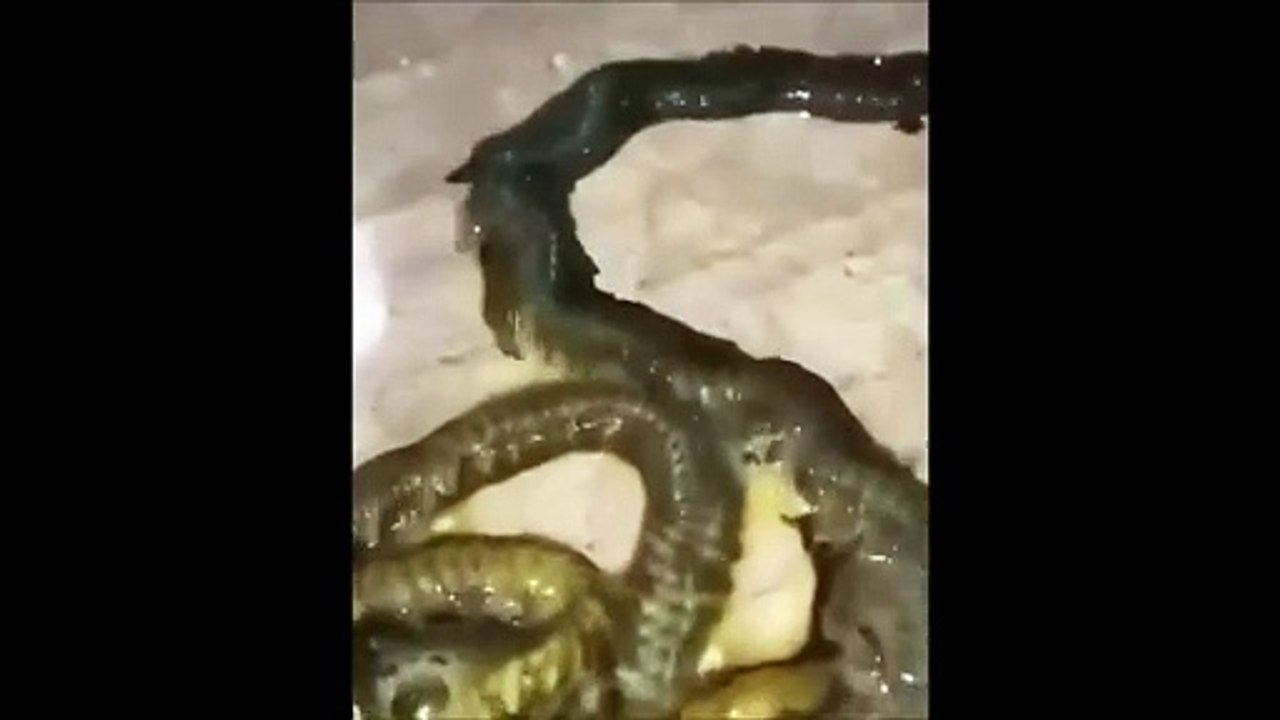 Mais quel est cet animal monstrueux et terrifiant