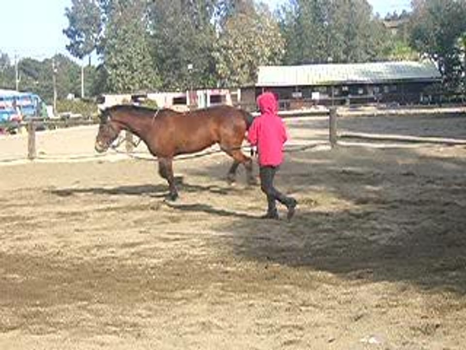 sawyer et kiwi
