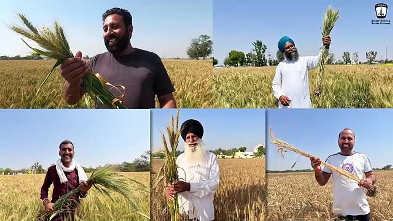 Shriram Super 5-SR-05 Wheat Seed: Boost Your Harvest with Exceptional Planting Benefits