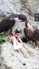 #eagle hunting #bird hunting #shorts #entertai