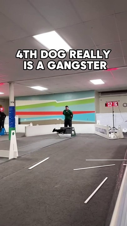 4TH_Dog_Gangster_#dogs_#dogsports_#flyball(1080p)