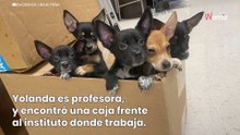 Encuentran 5 cachorros callejeros en un instituto: una caja de cartón con una nota explica todo