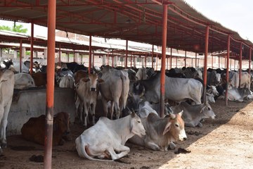 राज्य सरकार ने नहीं दिया ध्यान तो यहां मर जाएंगे 300 गोवंश...!