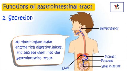 Digestive System - Functions Of Gi Tract