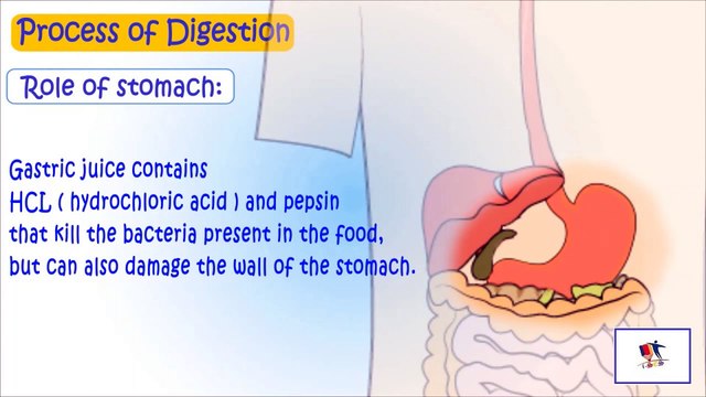 Digestive System - Process Of Digestion Journey Of Food