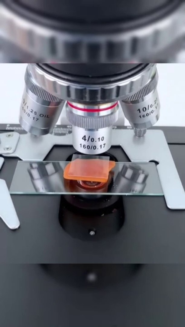 ⁣Hot-dog sous le microscope نقانق المصنعة تحت المجهر