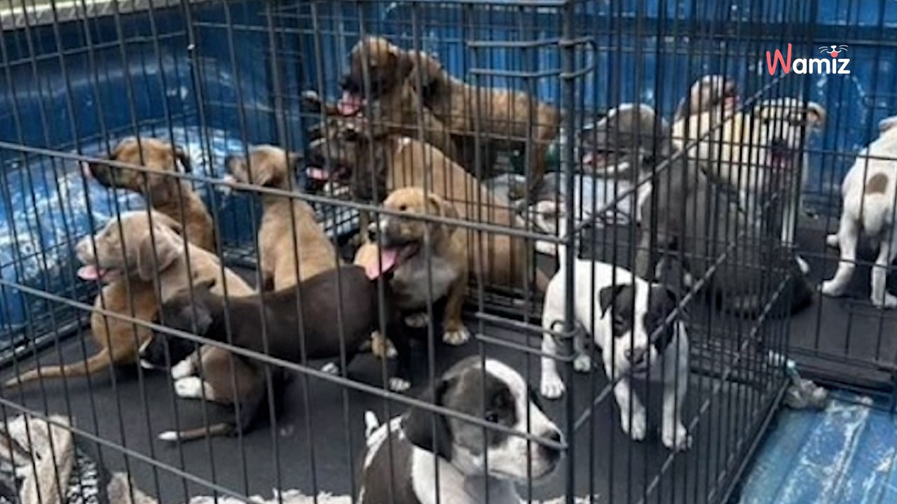 Il trouve 16 chiots devant une station-service : les sauveteurs tentent l'impossible pour les aider (vidéo)
