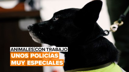 El duro entrenamiento del perro abandonado que se convierte en policía