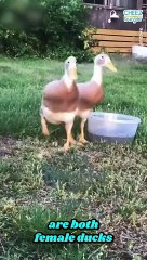 Duck BFFs